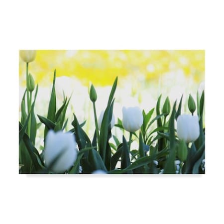 Incredi 'White Tulips' Canvas Art,30x47